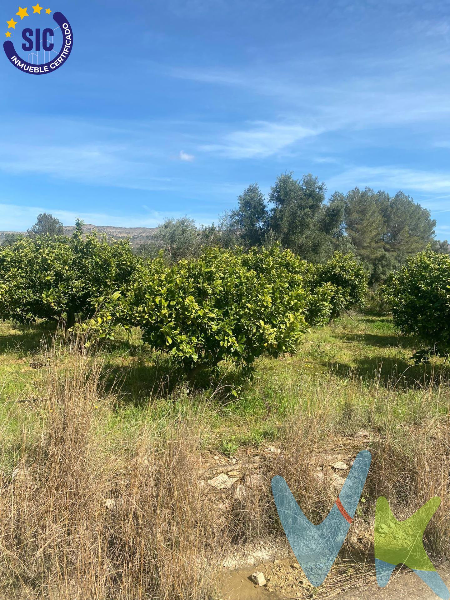 Se vende terreno rústico en el término de Quatretonda, ubicado en la partida Rebols, en una zona muy tranquila y con mucho encanto, perfecto tanto para inversión como para disfrutar de la naturaleza. La parcela tiene buen acceso por camino y excelente orientación, cuenta con una superficie de 3.531 m², completamente llana y de tierra de secano, lo que la hace ideal para cultivo agrícola, como inversión o para crear tu propio espacio de ocio. Ubicado a pocos minutos de Barxeta y de Xàtiva, combina la tranquilidad del entorno rural con la cercanía a todos los servicios, una finca con muchas posibilidades. Características:. Superficie: 3.531 m². Terreno de secano. Buen acceso. Zona despejada y soleada. Entorno rural muy tranquilo. Situación legal:. Finca en pleno dominio. Escritura en regla. Sin cargas relevantes ni trámites pendientes. Perfecto para:. Cultivo agrícola. Inversión. Uso recreativo o escapadas de fin de semana. VENTA:. PVP 13.000€.  Gastos e impuestos no incluidos en el precio. La compra conlleva impuestos y gastos de formalización para el comprador. A título orientativo se informa que en segundas transmisiones el ITP con carácter general en  Valencia es del 10%, pudiendo existir otros tipos impositivos atendiendo a las circunstancias  personales del comprador u otras circunstancias previstas legalmente. Base imponible del impuesto el mayor valor entre el precio de compraventa, la tasación o el valor de referencia catastral. En cuanto a los gastos de notaría y registro, en su caso,  suelen oscilar aprox; entre 1,5% y 2,5% (aranceles variables según precio, n.º de copias y complejidad). El comprador elige notario. Si el comprador precisase de hipoteca: tasación, condiciones y costes bancarios serán según entidad elegida por el comprador, así como los gastos de gestoría, y cualesquiera otros gastos inherentes a la formalización de la compraventa que legalmente correspondan a la parte compradora, salvo pacto expreso en contrario con el vendedor. El consumidor tiene, conforme a la normativa vigente, a su disposición información y documentación adicional relativa al inmueble y condiciones de la compraventa, que podrá ser consultada en C/Joaquín Costa 4, bajo 46005 Valencia o urbe2@remax.es. Honorarios de mediación inmobiliaria a cargo del  COMPRADOR: (3000€ del precio final de venta más IVA (21%), salvo otro pacto.); y de VENDEDOR (según acuerdo con el mismo). Se informa al consumidor que la agencia actúa como intermediaria inmobiliaria en la operación, estando cualquier eventual compraventa y sus condiciones sujeta a la aceptación expresa del propietario-vendedor y a la posterior formalización del correspondiente contrato.