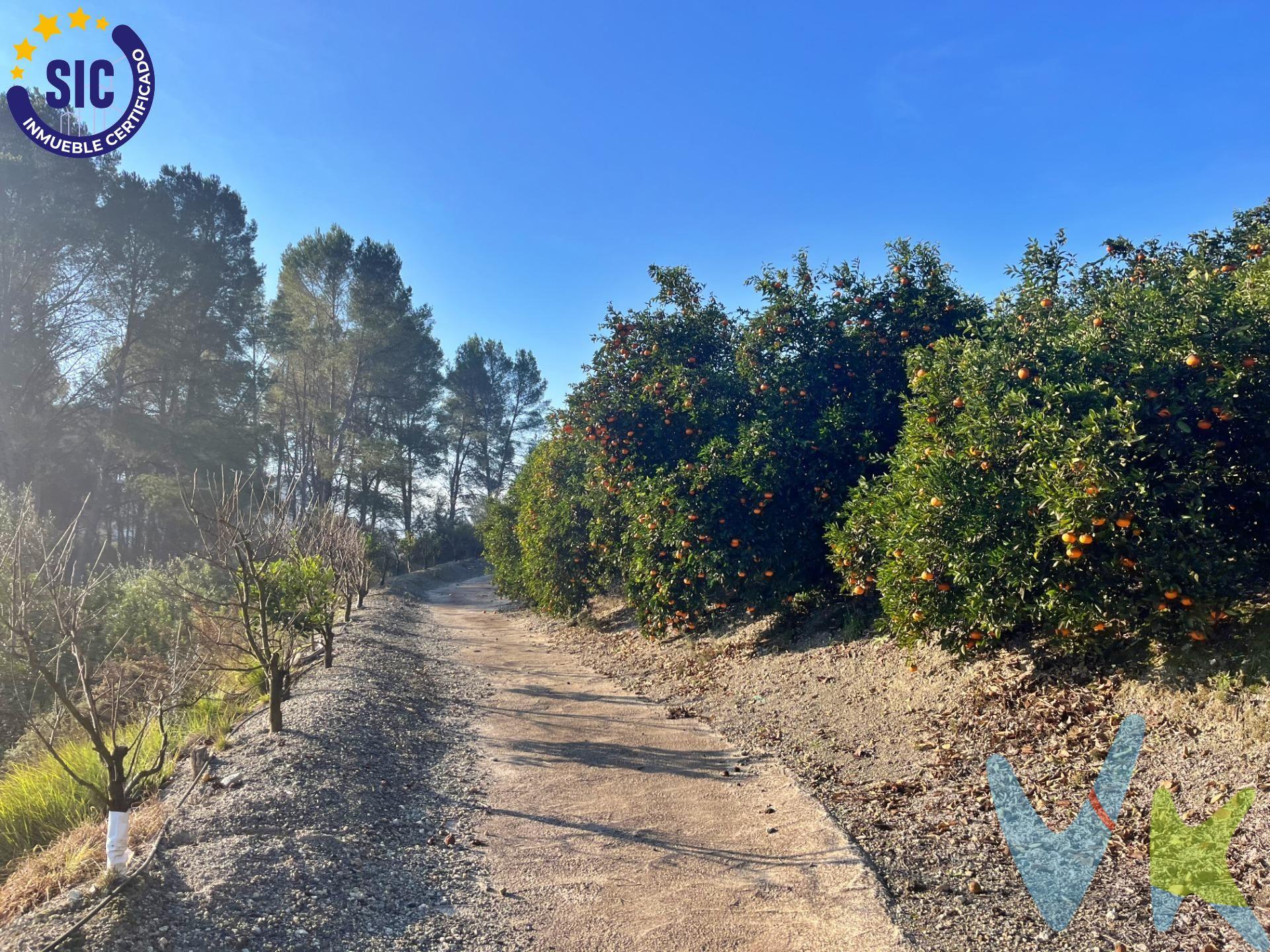 Presentamos una extraordinaria parcela rústica de 34,647 m2, situada en un entorno idílico con acceso asfaltado y fácilmente accesible para vehículos. Esta oportunidad única ofrece una variedad de características que la convierten en una inversión excepcional con la posibilidad de construir una finca en ella. Características destacadas:. Superficie: La parcela cuenta con una extensión de 34,647 metros cuadrados, proporcionando un amplio espacio para diversas actividades y proyectos. Acceso Asfaltado: El acceso pavimentado garantiza comodidad y facilidad para llegar a la propiedad, facilitando el transporte de mercancías y el tránsito. de vehículos. Caseta de Mantenimiento: Incluye una caseta de mantenimiento construida, proporcionando un espacio funcional para actividades relacionadas con la. gestión y cuidado de la parcela. Sistema de Riego: Equipada con un cabezal de riego y sistema de riego por goteo, la parcela garantiza una eficiente distribución de agua para mantener. la plantación en óptimas condiciones. Agua Abundante: Siempre hay agua disponible para riego, respaldado por 42 acciones del pozo, asegurando un suministro constante y confiable. Plantación en Producción: Disfrute de los frutos de una plantación de kakis y Naranjos (Hortolanes) en plena producción, ofreciendo la oportunidad de. generar ingresos sostenibles. Potencial Constructivo: Con la generosa extensión de la parcela, existe la posibilidad de construir una finca personalizada, adaptada a sus necesidades. y preferencias. Conexión a Servicios Públicos: La propiedad ofrece la posibilidad de conectar luz eléctrica y dispone de acceso a agua potable, brindando comodidades. modernas en un entorno rural. Vistas Privilegiadas: Disfrute de vistas panorámicas a la ciudad de Xátiva, creando un ambiente único y privilegiado que añade un valor excepcional a la. propiedad. Esta parcela rústica en Barxeta representa una oportunidad inigualable para aquellos que buscan un estilo de vida tranquilo, pero con todas las comodidades modernas. ¡No pierda la oportunidad de convertir este pedazo de paraíso en su hogar o proyecto agrícola! ¡Contáctenos hoy para más información y para programar una. visita!. La descripción del presente inmueble e imágenes tienen mero carácter informativo y en ningún caso carácter contractual, pudiendo ser modificados por la inmobiliaria comercializadora sin que ello implique responsabilidad alguna frente a terceros. En el precio de venta a público, esta propiedad NO incluye los gastos de adquisición (Notario, registro, gestión, honorarios, etc…).