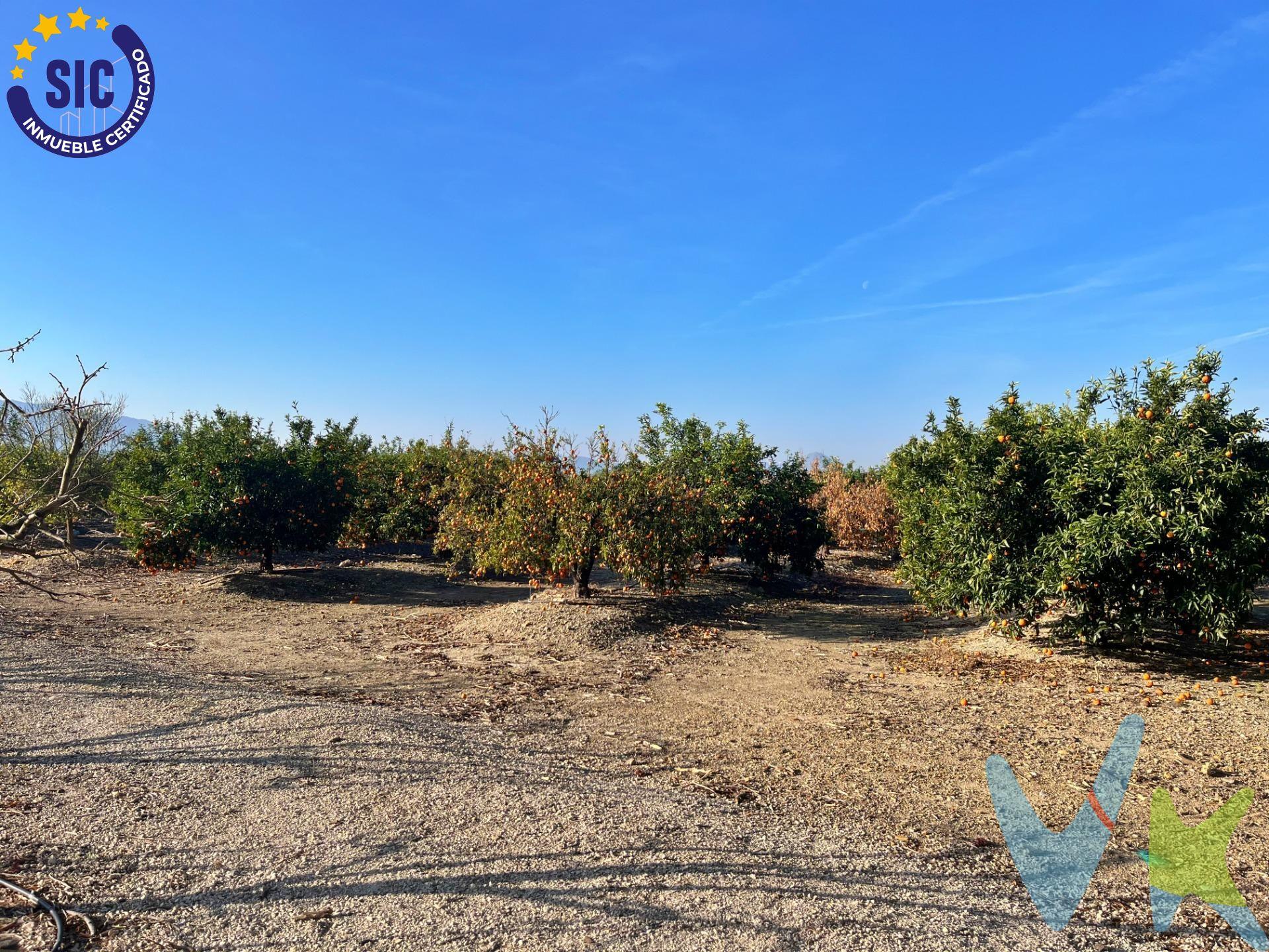 Presentamos una extraordinaria parcela rústica de 34,647 m2, situada en un entorno idílico con acceso asfaltado y fácilmente accesible para vehículos. Esta oportunidad única ofrece una variedad de características que la convierten en una inversión excepcional con la posibilidad de construir una finca en ella. Características destacadas:. Superficie: La parcela cuenta con una extensión de 34,647 metros cuadrados, proporcionando un amplio espacio para diversas actividades y proyectos. Acceso Asfaltado: El acceso pavimentado garantiza comodidad y facilidad para llegar a la propiedad, facilitando el transporte de mercancías y el tránsito. de vehículos. Caseta de Mantenimiento: Incluye una caseta de mantenimiento construida, proporcionando un espacio funcional para actividades relacionadas con la. gestión y cuidado de la parcela. Sistema de Riego: Equipada con un cabezal de riego y sistema de riego por goteo, la parcela garantiza una eficiente distribución de agua para mantener. la plantación en óptimas condiciones. Agua Abundante: Siempre hay agua disponible para riego, respaldado por 42 acciones del pozo, asegurando un suministro constante y confiable. Plantación en Producción: Disfrute de los frutos de una plantación de kakis y Naranjos (Hortolanes) en plena producción, ofreciendo la oportunidad de. generar ingresos sostenibles. Potencial Constructivo: Con la generosa extensión de la parcela, existe la posibilidad de construir una finca personalizada, adaptada a sus necesidades. y preferencias. Conexión a Servicios Públicos: La propiedad ofrece la posibilidad de conectar luz eléctrica y dispone de acceso a agua potable, brindando comodidades. modernas en un entorno rural. Vistas Privilegiadas: Disfrute de vistas panorámicas a la ciudad de Xátiva, creando un ambiente único y privilegiado que añade un valor excepcional a la. propiedad. Esta parcela rústica en Barxeta representa una oportunidad inigualable para aquellos que buscan un estilo de vida tranquilo, pero con todas las comodidades modernas. ¡No pierda la oportunidad de convertir este pedazo de paraíso en su hogar o proyecto agrícola! ¡Contáctenos hoy para más información y para programar una. visita!. La descripción del presente inmueble e imágenes tienen mero carácter informativo y en ningún caso carácter contractual, pudiendo ser modificados por la inmobiliaria comercializadora sin que ello implique responsabilidad alguna frente a terceros. En el precio de venta a público, esta propiedad NO incluye los gastos de adquisición (Notario, registro, gestión, honorarios, etc…).