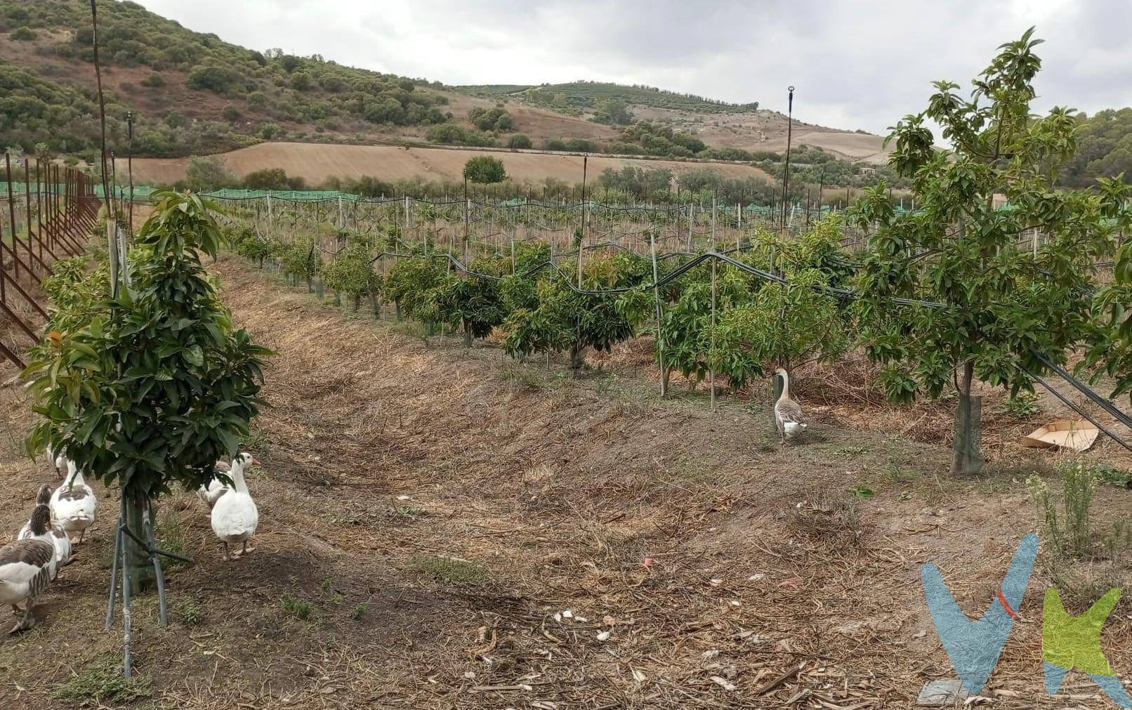 Se ofrece una parcela de cuatro hectáreas de regadío, con agua de la comunidad de regante, la cual cuenta con 3000 árboles de aguacate. La propiedad incluye un completo sistema de riego, así como un depósito de un millón de litros para garantizar un abastecimiento constante de agua. Además, en el terreno se encuentra una casa a medio terminar, dos invernaderos pequeños y tres casetas de aperos que facilitan las labores agrícolas. . Entre los activos incluidos en la venta se encuentran diferentes maquinarias agrícolas, como generador de 20 kW y una variedad de maquinaria cuyo valor asciende a 50000 euros. Estos equipos contribuyen a optimizar las labores de cultivo y mantenimiento de la propiedad. La propiedad ofrece una excelente oportunidad para aquellos interesados en la producción agrícola, con todos los elementos necesarios para seguir desarrollando el cultivo de aguacates de manera eficiente y productiva.