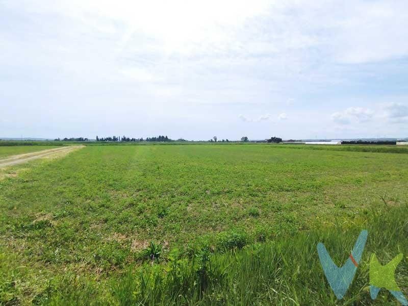 <b>MOVERA - TERMINO DE URDAN: </b>Campo de regadío de 11.920 metros. Con arboles frutales.