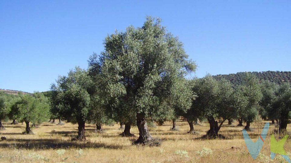 Se venden 7 tierras rusticas de secano, viñedos y olivos en Turleque y Tembleque. En total una superficie de 5 hectáreas. (50.363m2)
Se vende en conjunto por 30.000€
Se compone de 85 olivos, viñas tradicionales de copa y 2 tierras de secano.
Distintas zonas de Turleque: Camino de Madrid, Carrascosos, Villas nuevas, Bombo y Toricón. 
2 tierras en Tembleque: Casas de Cuartas, La Pedregosa
Está todo en las fotos de los planos.
 
1.       Referencia catastral 45176A021008840000IG Turleque (Viñas Nuevas) polígono 21, parcela 884, con una superficie de 0.3519ha de viñedo.
 
2.       Referencia catastral 45176A015001450000IZ Turleque (BOMBO) polígono 15 Parcela 145 con una superficie de 1.1937ha de viñedo
 
3.       Referencia catastral 45176A021003380000IG Turleque (Carrascosos) Polígono 21 Parcela 338 con una superficie de 1.3564ha de viñedo
 
4.       Referencia catastral 45176A024000970000IE Turleque (Toricón) polígono 24 Parcela 97 con una superficie de 0.5300ha de olivar
 
5.       Referencia catastral 45176A021004020000IY Turleque (Viñas Nuevas) polígono 21 Parcela 402 con una superficie de 0.3632ha de olivar
 
6.       Referencia catastral 45167A025000360000UX Tembleque (CASAS de CUARTAS) polígono 25 Parcela 36 con una superficie de 0,9617ha de agrario
 
7.       Referencia catastral 45167A025000380000UJ Tembleque (PEDREGOSA) polígono 25 Parcela 38 con una superficie de 0,2794ha agrario 
 
Gastos de compra, 6.200€ Total, aproximadamente. 
Honorarios de intermediación inmobiliaria no incluidos en el precio: Doble corretaje. Comprador 1.500€.
ITP: 2.700€
Notaria y registro 2.000€ aproximadamente.
 
Información válida salvo error tipográfico.
 