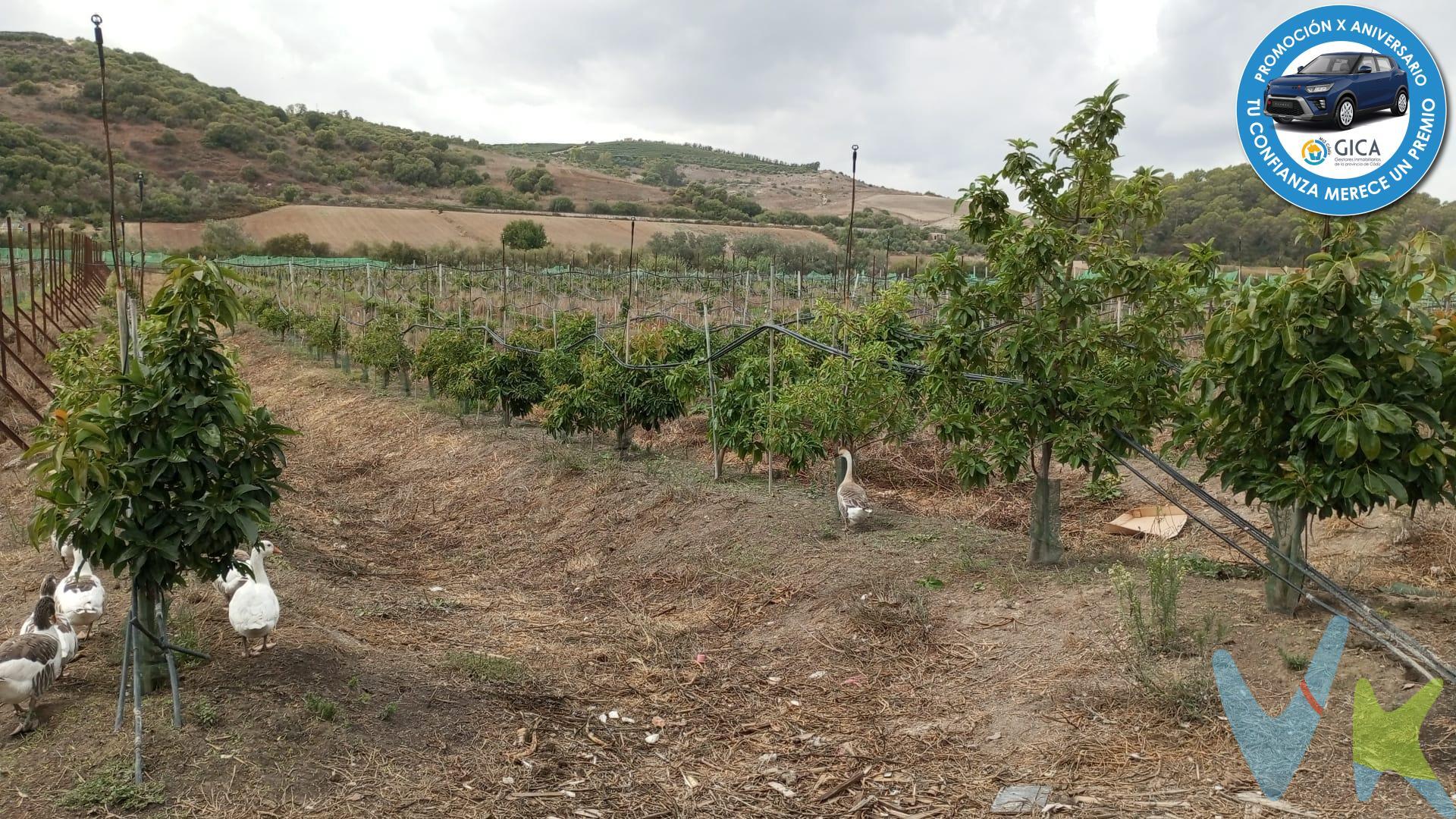 Se ofrece una parcela de cuatro hectáreas de regadío, con agua de la comunidad de regante, la cual cuenta con 3000 árboles de aguacate. La propiedad incluye un completo sistema de riego, así como un depósito de un millón de litros para garantizar un abastecimiento constante de agua. Además, en el terreno se encuentra una casa a medio terminar, dos invernaderos pequeños y tres casetas de aperos que facilitan las labores agrícolas. . Entre los activos incluidos en la venta se encuentran diferentes maquinarias agrícolas, como generador de 20 kW y una variedad de maquinaria cuyo valor asciende a 50000 euros. Estos equipos contribuyen a optimizar las labores de cultivo y mantenimiento de la propiedad. La propiedad ofrece una excelente oportunidad para aquellos interesados en la producción agrícola, con todos los elementos necesarios para seguir desarrollando el cultivo de aguacates de manera eficiente y productiva.