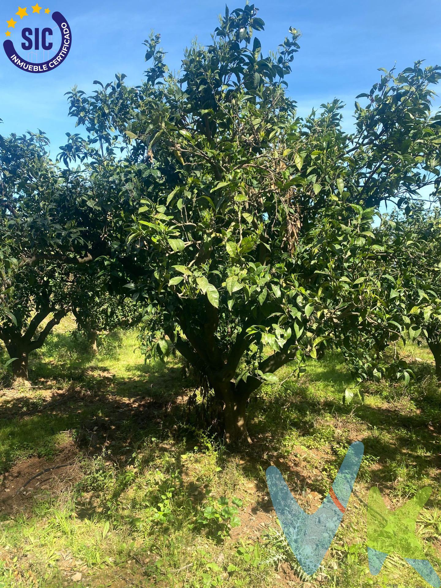 Se vende terreno rústico en el término de Quatretonda, ubicado en la partida Rebols, en una zona muy tranquila y con mucho encanto, perfecto tanto para inversión como para disfrutar de la naturaleza. La parcela tiene buen acceso por camino y excelente orientación, cuenta con una superficie de 3.531 m², completamente llana y de tierra de secano, lo que la hace ideal para cultivo agrícola, como inversión o para crear tu propio espacio de ocio. Ubicado a pocos minutos de Barxeta y de Xàtiva, combina la tranquilidad del entorno rural con la cercanía a todos los servicios, una finca con muchas posibilidades. Características:. Superficie: 3.531 m². Terreno de secano. Buen acceso. Zona despejada y soleada. Entorno rural muy tranquilo. Situación legal:. Finca en pleno dominio. Escritura en regla. Sin cargas relevantes ni trámites pendientes. Perfecto para:. Cultivo agrícola. Inversión. Uso recreativo o escapadas de fin de semana. VENTA:. PVP 13.000€.  Gastos e impuestos no incluidos en el precio. La compra conlleva impuestos y gastos de formalización para el comprador. A título orientativo se informa que en segundas transmisiones el ITP con carácter general en  Valencia es del 10%, pudiendo existir otros tipos impositivos atendiendo a las circunstancias  personales del comprador u otras circunstancias previstas legalmente. Base imponible del impuesto el mayor valor entre el precio de compraventa, la tasación o el valor de referencia catastral. En cuanto a los gastos de notaría y registro, en su caso,  suelen oscilar aprox; entre 1,5% y 2,5% (aranceles variables según precio, n.º de copias y complejidad). El comprador elige notario. Si el comprador precisase de hipoteca: tasación, condiciones y costes bancarios serán según entidad elegida por el comprador, así como los gastos de gestoría, y cualesquiera otros gastos inherentes a la formalización de la compraventa que legalmente correspondan a la parte compradora, salvo pacto expreso en contrario con el vendedor. El consumidor tiene, conforme a la normativa vigente, a su disposición información y documentación adicional relativa al inmueble y condiciones de la compraventa, que podrá ser consultada en C/Joaquín Costa 4, bajo 46005 Valencia o urbe2@remax.es. Honorarios de mediación inmobiliaria a cargo del  COMPRADOR: (3000€ del precio final de venta más IVA (21%), salvo otro pacto.); y de VENDEDOR (según acuerdo con el mismo). Se informa al consumidor que la agencia actúa como intermediaria inmobiliaria en la operación, estando cualquier eventual compraventa y sus condiciones sujeta a la aceptación expresa del propietario-vendedor y a la posterior formalización del correspondiente contrato.