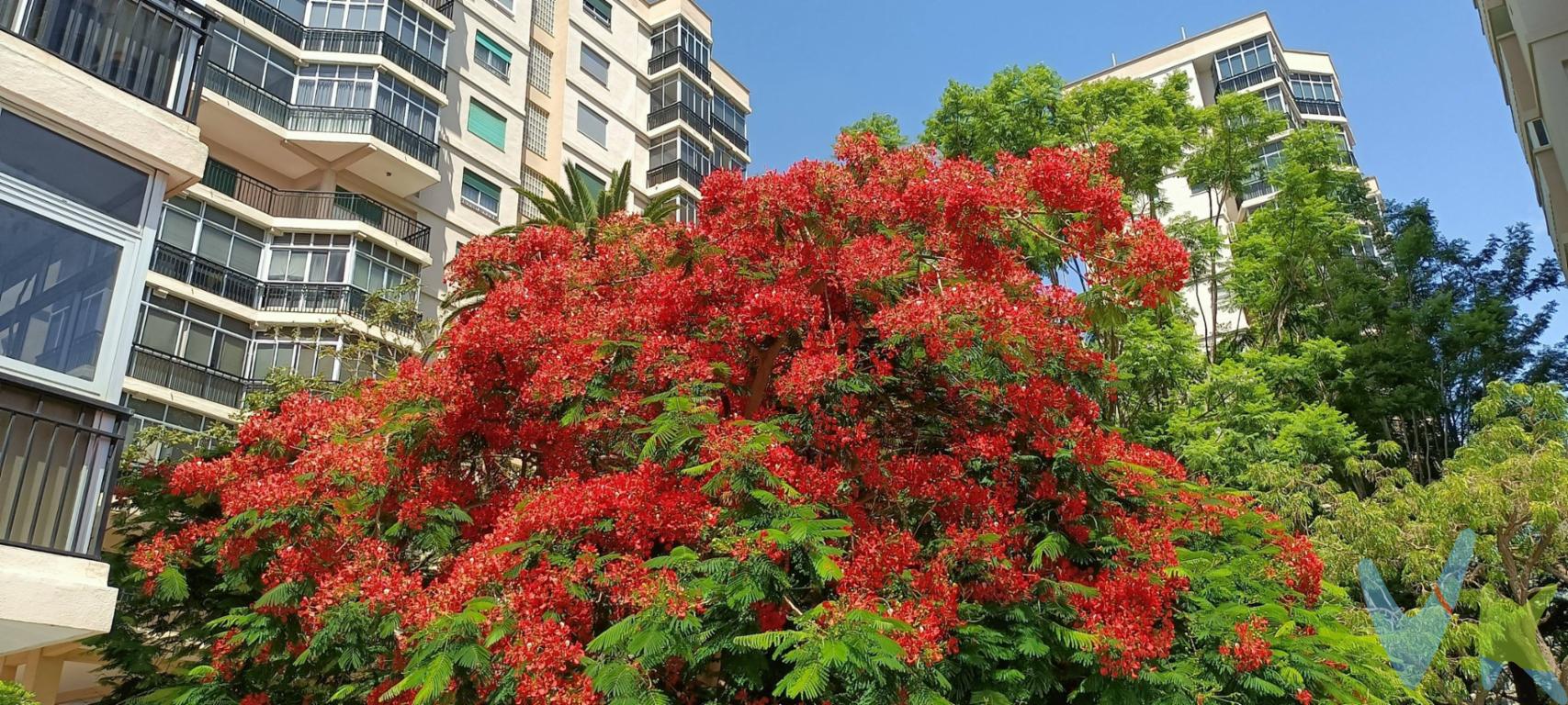 Descubre este gran piso totalmente exterior ubicado en el corazón de Santa Cruz de Tenerife, Gran oportunidad para reformar según tus necesidades. Consta de tres habitaciones amplias más una habitación adicional destinada a servicio y un salón familiar con balcón, que puede transformarse fácilmente en una quinta habitación. La propiedad cuenta con cocina independiente con solana y despensa, así como tres cuartos de baño. Disfruta también de una amplia sala comedor que da acceso a un encantador balcón tipo terraza perfecto para relajarte al aire libre. Incluye además plaza de aparcamiento dentro del conjunto residencial, que ofrece agradables zonas comunes adornadas por jardines y caminerías. Edificio ubicado en el centro urbano; todo ello a pocos pasos desde la Avenida La Salle y la Avenida Tres De Mayo. Este edificio dispone tanto de garaje como ascensor, lo cual añade practicidad al día a día. Datos meramente informativos sin valor contractual. Impuestos y gastos de transmisión no incluidos en el precio de venta. 