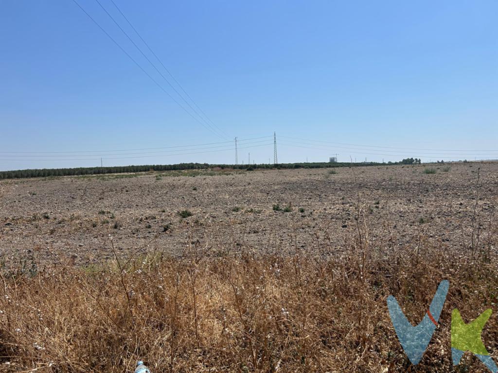 Terreno Rústico de Regadío a 5 min de Utrera – Una Oportunidad Estratégica para Inversores y Agricultores


Ponemos a la venta una magnífica finca rústica situada en el término municipal de Utrera, con escrituras de pleno dominio y una superficie gráfica de aproximadamente 18.000 m².



 Ubicación privilegiada:

A tan solo 5 minutos del centro de Utrera y 30 km de Sevilla capital, este terreno cuenta con excelente acceso, a escasos 500 metros de la carretera principal, lo que garantiza comodidad logística y conectividad sin renunciar a la tranquilidad del entorno rural.


 Riego asegurado:

Dispone de agua de canal, lo que lo convierte en una opción ideal para proyectos agrícolas de regadío, cultivos intensivos o incluso iniciativas de agroturismo sostenible.


 Gran potencial de desarrollo:

La propiedad ofrece múltiples posibilidades: desde explotación agrícola, plantaciones de alto rendimiento, huertos ecológicos o proyectos ligados a la economía verde. Su tamaño, ubicación y recursos hídricos la convierten en una inversión inteligente tanto para uso propio como para rentabilizar a medio plazo.



 Características principales:

Terreno de 18.000 m²

Regadío con agua de canal

Escrituras de pleno dominio

A 5 min de Utrera y 30 km de Sevilla

Acceso cómodo a solo 500 m de carretera



 ¿Buscas un lugar donde sembrar futuro?

Este terreno es tu oportunidad de conectar con la tierra, emprender un nuevo proyecto o asegurar una inversión sólida con proyección y valor en una de las zonas rurales más atractivas de la provincia de Sevilla.


De conformidad con el Decreto 218/2005 de la Junta de Andalucía, de 11 de octubre, le informamos que los gastos notariales, registrales, ITP (Impuesto de Transmisiones Patrimoniales), los honorarios de la agencia y otros gastos relacionados con la compraventa no están incluidos en el precio.