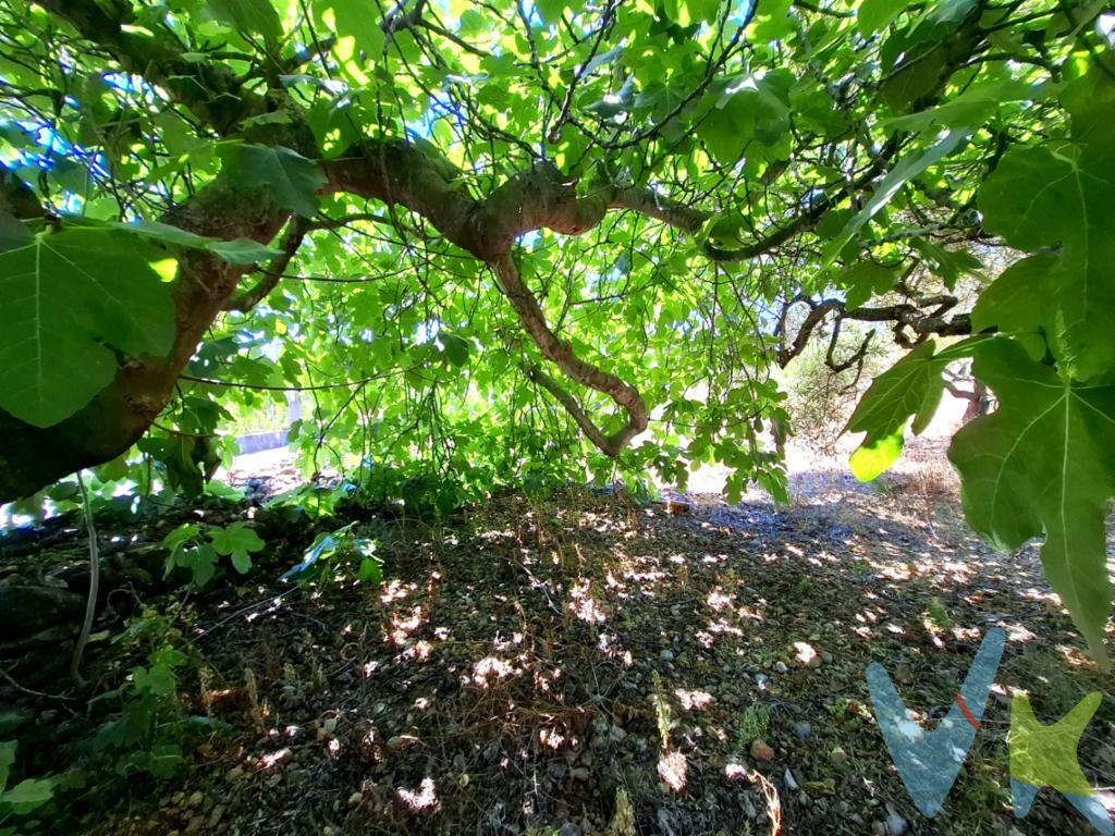  **Excepcional oportunidad en Sant Joan de Moró**Nos complace presentarles una finca realmente especial, perfecta para aquellos que desean ampliar su cartera de propiedades o iniciar un proyecto personal en un entorno natural. Situada en la encantadora localidad de Sant Joan de Moró, esta amplia parcela promete ser una valiosa adquisición para su patrimonio.Dispone de puntos de luz y agua en la parcela listos para contratarlos. Es una parcela sin apenas pendiente, con árboles de secano como olivos y algarrobos, además de una higuera con una sombra excelente.Esta propiedad destaca por su extensión generosa de terreno, lo que ofrece múltiples posibilidades de uso. A pesar de ser un terreno catalogado como no edificable, las opciones para el desarrollo de proyectos agrícolas, ganaderos o simplemente disfrutar de un espacio privado en contacto con la naturaleza son inmensas. Imagínese disponer de un refugio donde relajarse y disfrutar del aire puro, lejos del bullicio de la ciudad.Ubicada en Sant Joan de Moró, una localidad conocida por sus tradiciones y la tranquilidad de su entorno, esta propiedad se encuentra bien conectada con los servicios esenciales y vías de acceso principales. La cercanía al núcleo urbano permite disfrutar de las comodidades modernas sin renunciar a la paz y la privacidad que ofrece un entorno rural.El terreno posee un relieve accesible y está bien delimitado, lo que hace posible su mantenimiento con relativa facilidad. La vegetación que lo rodea proporciona un entorno natural verdaderamente atractivo, ideal para quienes buscan un contacto genuino con la naturaleza.Al considerar esta propiedad, se está decidiendo por una inversión segura en una zona con un alto potencial de valorización, gracias a su ubicación estratégica y las maravillas naturales que la rodean. Ya sea para un uso recreativo, agrícola o simplemente como una inversión a futuro, esta finca es una oportunidad que vale la pena explorar.Extendemos una invitación formal para que visite esta excepcional parcela y descubra por sí mismo todo el potencial que tiene para ofrecer. No dude en ponerse en contacto para agendar una visita o para ampliar la información que necesite. Nuestro equipo estará encantado de asistirle durante todo el proceso de decisión.Gastos, impuestos y honorarios profesionales no incluidos en el precio.  