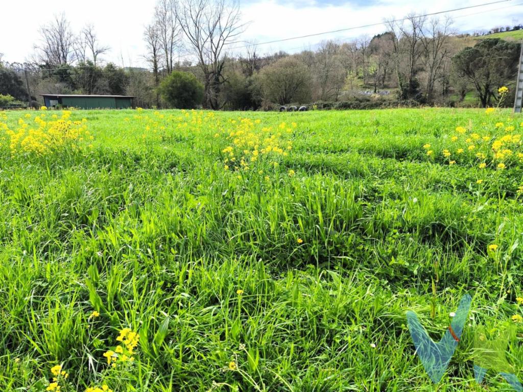 Descubre esta magnífica oportunidad de adquirir un terreno rural llano, situado en el centro de  la  localidad de Lloreda de Cayón. Con una superficie total  que alcanza los 2453 m². Ideal para quienes buscan tranquilidad y conexión con la naturaleza y pasar las tardes de verano. Se puede colocar una caseta de aperos de 6m2, no sirve para vivienda. Los impuestos, gastos de notaría y registro no están incluidos en el precio.