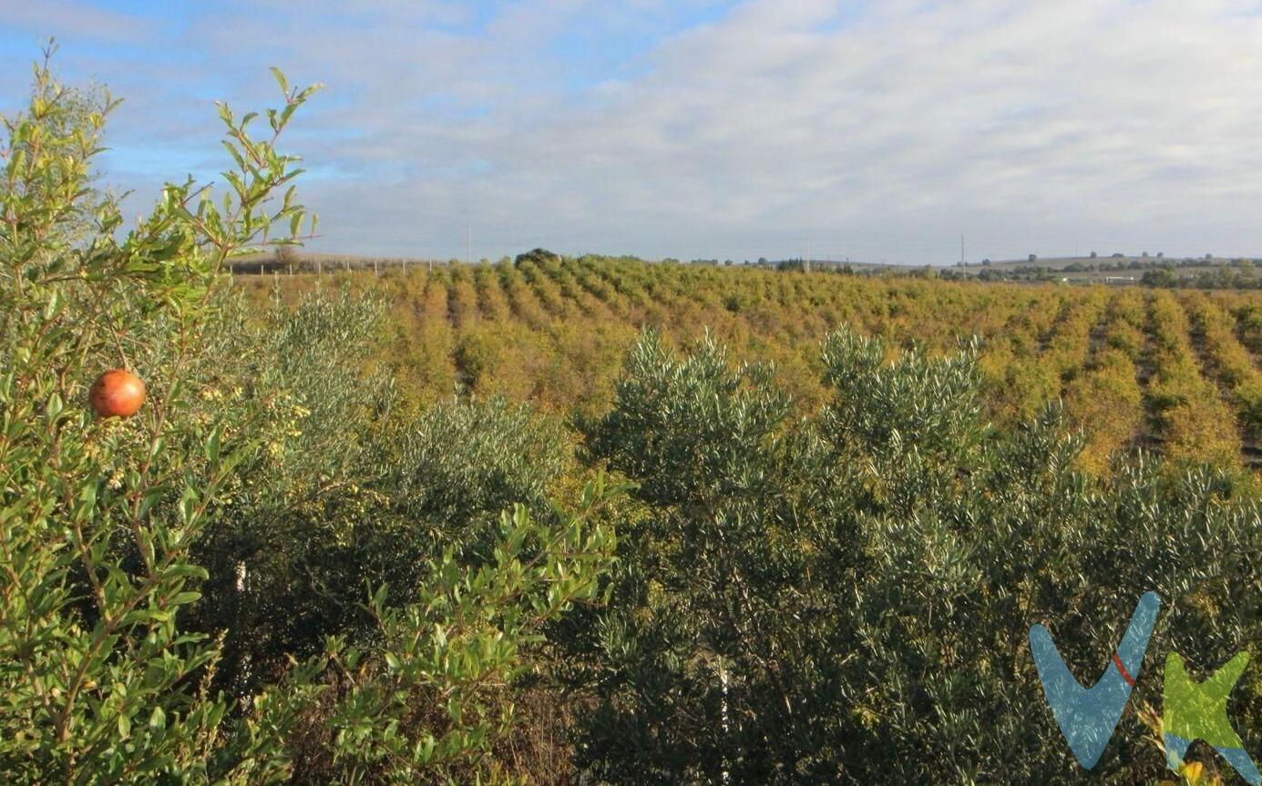 Se ofrece en venta una impresionante finca rústica de 14 hectáreas, completamente vallada con alambrada cinegética de 2 metros de altura y postes de hormigón, lo que garantiza privacidad y seguridad. Actualmente, la finca está dedicada a la producción ecológica de granados, especializada en la elaboración de vinagre de alta calidad. El terreno cuenta con un sistema de riego por goteo perfectamente instalado que garantiza una distribución eficiente. La finca dispone de un depósito de 100.000 litros y una alberca con capacidad de 4.000.000 de litros, asegurando una amplia reserva de agua para la explotación. Además, cuenta con un pozo propio que añade aún más autosuficiencia hídrica. Dentro de la finca se encuentra una nave industrial de 510 m², equipada con registro sanitario y abastecida con agua potable de la red. La nave está equipada con placas solares que cubren sus necesidades energéticas, con la opción de conectar luz de la red eléctrica. Esta finca es ideal para inversores o emprendedores que deseen continuar con la explotación agrícola o diversificar hacia otros usos gracias a las posibilidades que ofrece. 