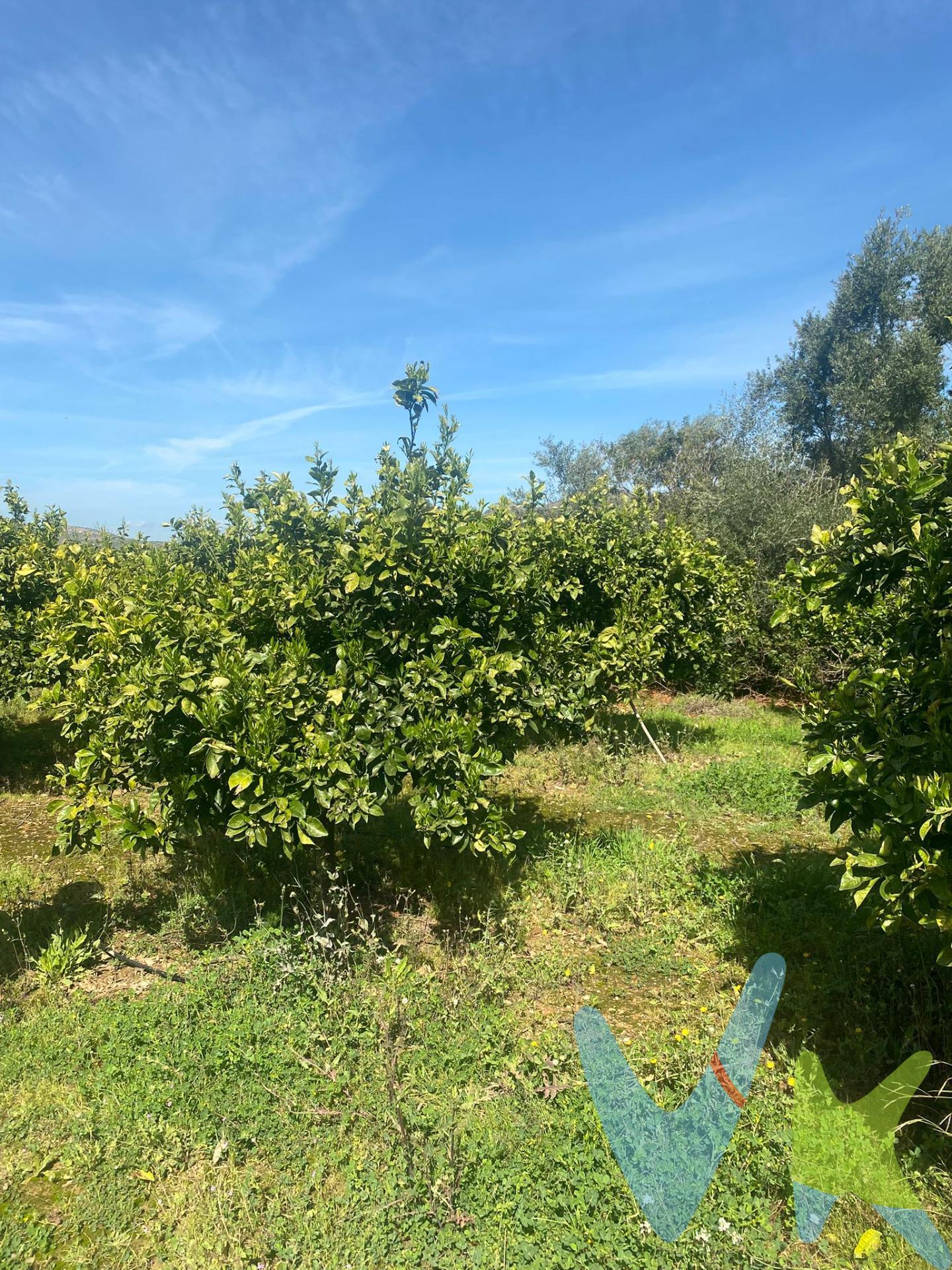 Se vende terreno rústico en el término de Quatretonda, ubicado en la partida Rebols, en una zona muy tranquila y con mucho encanto, perfecto tanto para inversión como para disfrutar de la naturaleza. La parcela tiene buen acceso por camino y excelente orientación, cuenta con una superficie de 3.531 m², completamente llana y de tierra de secano, lo que la hace ideal para cultivo agrícola, como inversión o para crear tu propio espacio de ocio. Ubicado a pocos minutos de Barxeta y de Xàtiva, combina la tranquilidad del entorno rural con la cercanía a todos los servicios, una finca con muchas posibilidades. Características:. Superficie: 3.531 m². Terreno de secano. Buen acceso. Zona despejada y soleada. Entorno rural muy tranquilo. Situación legal:. Finca en pleno dominio. Escritura en regla. Sin cargas relevantes ni trámites pendientes. Perfecto para:. Cultivo agrícola. Inversión. Uso recreativo o escapadas de fin de semana. VENTA:. PVP 13.000€.  Gastos e impuestos no incluidos en el precio. La compra conlleva impuestos y gastos de formalización para el comprador. A título orientativo se informa que en segundas transmisiones el ITP con carácter general en  Valencia es del 10%, pudiendo existir otros tipos impositivos atendiendo a las circunstancias  personales del comprador u otras circunstancias previstas legalmente. Base imponible del impuesto el mayor valor entre el precio de compraventa, la tasación o el valor de referencia catastral. En cuanto a los gastos de notaría y registro, en su caso,  suelen oscilar aprox; entre 1,5% y 2,5% (aranceles variables según precio, n.º de copias y complejidad). El comprador elige notario. Si el comprador precisase de hipoteca: tasación, condiciones y costes bancarios serán según entidad elegida por el comprador, así como los gastos de gestoría, y cualesquiera otros gastos inherentes a la formalización de la compraventa que legalmente correspondan a la parte compradora, salvo pacto expreso en contrario con el vendedor. El consumidor tiene, conforme a la normativa vigente, a su disposición información y documentación adicional relativa al inmueble y condiciones de la compraventa, que podrá ser consultada en C/Joaquín Costa 4, bajo 46005 Valencia o urbe2@remax.es. Honorarios de mediación inmobiliaria a cargo del  COMPRADOR: (3000€ del precio final de venta más IVA (21%), salvo otro pacto.); y de VENDEDOR (según acuerdo con el mismo). Se informa al consumidor que la agencia actúa como intermediaria inmobiliaria en la operación, estando cualquier eventual compraventa y sus condiciones sujeta a la aceptación expresa del propietario-vendedor y a la posterior formalización del correspondiente contrato.