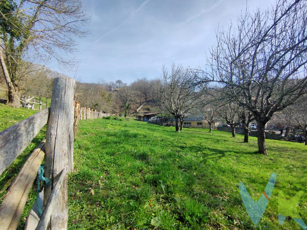 En el corazón del Parque Natural de Redes, Reserva de la Biosfera, presentamos esta finca edificable situada en el núcleo de Rioseco, capital del concejo de Sobrescobio.

Se trata de una parcela con aptitud urbanística para la construcción de vivienda unifamiliar, ubicada en un entorno consolidado, tranquilo y con excelente integración paisajística. La finca cuenta con acceso rodado y dispone de infraestructuras próximas para acometidas de suministros, lo que facilita el desarrollo de un proyecto residencial con plenas garantías técnicas.

El emplazamiento combina naturaleza y funcionalidad. A pocos minutos se encuentran el embalse, rutas de senderismo y los servicios básicos del concejo. La conexión con el centro de Asturias es ágil, permitiendo disfrutar de un entorno natural privilegiado sin renunciar a comunicaciones eficientes.

Es una opción idónea tanto para residencia habitual como para segunda vivienda, así como para quienes desean desarrollar un proyecto de vivienda eficiente en un entorno protegido, donde la calidad de vida y el valor patrimonial del entorno constituyen un activo real a medio y largo plazo.

Una inversión sólida en suelo urbano en uno de los enclaves naturales más representativos de Asturias