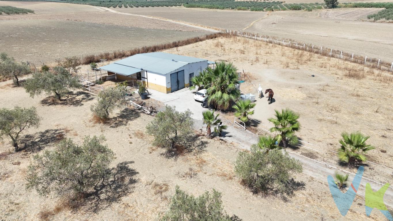 PRECIO DE VENTA: [75.000 + GASTOS] €. Finca rústica con olivar y nave agrícola en Olivares – 10.853 m². Finca rústica de 10.853 m² situada en la zona de La Coriana, Olivares, formada por dos parcelas colindantes y destinada a uso agrario. . La finca cuenta con una zona de olivar de secano de 5.161 m², además de otra superficie destinada a labor o labradío de secano, ofreciendo diferentes posibilidades para el desarrollo y mantenimiento de la explotación agrícola. . En su interior dispone de una construcción de uso agrario de 148 m², del año 2008, ideal como nave para almacenamiento de maquinaria, herramientas, aperos y demás elementos necesarios para la actividad. . La propiedad dispone además de amplias zonas exteriores, espacios cercados y una gran explanada junto a la nave, facilitando tanto el acceso como las maniobras de vehículos y maquinaria agrícola. Su entrada, acompañada de palmeras y vegetación, conduce hasta la zona principal de la explotación, todo ello en un entorno rural abierto y rodeado de campos de cultivo y olivares. Una finca especialmente interesante para quien busque más de una hectárea de terreno rústico en Olivares, con explotación agrícola y construcción agraria ya existente. Se trata de suelo rústico de uso agrario. La construcción existente figura catastralmente con destino agrario. . Superficie total: 10.853 m² | Construcción agraria: 148 m² | Olivar de secano | Olivares (Sevilla). En cumplimiento de las obligaciones de información previstas en la Ley 10/2025, de 28 de diciembre, de servicios de atención a la clientela y transparencia, así como en la normativa sectorial vigente, se hace constar que el precio indicado no incluye los gastos e impuestos inherentes a la adquisición, los cuales se desglosan a continuación: • Impuesto sobre Transmisiones Patrimoniales (ITP): Se aplicará el tipo impositivo vigente en la Comunidad Autónoma de Andalucía, generalmente el 7% , sin perjuicio de tipos reducidos del 3,5%, 1,2% o 1% aplicables según las circunstancias personales del comprador o las características del inmueble). El impuesto se devenga sobre el Valor de Referencia de Catastro o el precio de venta, aquel que resulte superior. • Gastos de Notaría: Los honorarios notariales se calcularán conforme al arancel oficial regulado en el Anexo I, del Real Decreto 1426/1989, de 17 de noviembre, por el que se aprueba el arancel Notarial. • Gastos de Registro: La inscripción en el Registro de la Propiedad se facturará según el arancel oficial establecido en el ANEXO I, del Real Decreto 1427/1989, de 17 de noviembre, por el que se aprueba el arancel Notarial. • Gastos de Gestión (Gestoría): Los honorarios por la tramitación administrativa, liquidación de impuestos e inscripción registral ascienden aproximadamente a [545] € (IVA incluido). • Honorarios Agencia del Vendedor: incluidos en el PVP. • Honorarios Agencia del comprador: La agencia prestará los servicios de información, asesoramiento y acompañamiento previstos en el Encargo de Servicios y en el D.I.A. Si solicita servicios adicionales o personalizados, sus honorarios serán informados previamente, de forma individualizada y por escrito, conforme a la libertad de pactos y a la normativa vigente. NO VINCULADOS AL PRECIO DE COMPRA. Para una información exhaustiva sobre el funcionamiento, tipos impositivos y bonificaciones del ITP en Andalucía, puede consultar el portal oficial de la Agencia Tributaria de la Junta de Andalucía en el siguiente enlace: https://www.juntadeandalucia.es/organismos/economiahaciendayfondoseuropeos/areas/tributos-juego/tributos/paginas/impuestos-cedidos-transmisiones.html;  Documento D. I. A. a disposición del consumidor según Decreto 218/2005 Junta de Andalucía.