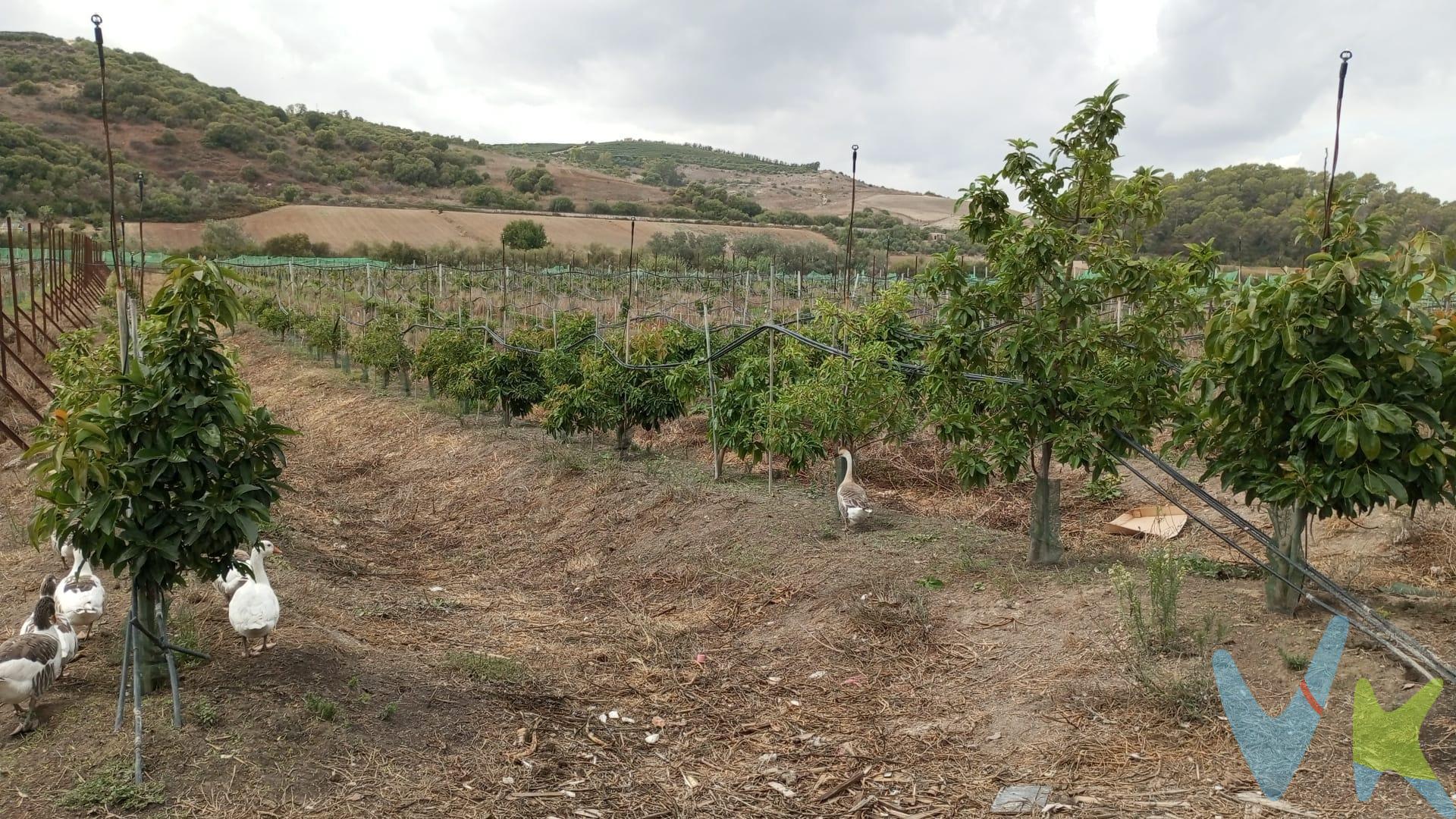 Se ofrece una parcela de cuatro hectáreas de regadío, con agua de la comunidad de regante, la cual cuenta con 3000 árboles de aguacate. La propiedad incluye un completo sistema de riego, así como un depósito de un millón de litros para garantizar un abastecimiento constante de agua. Además, en el terreno se encuentra una casa a medio terminar, dos invernaderos pequeños y tres casetas de aperos que facilitan las labores agrícolas. . Entre los activos incluidos en la venta se encuentran diferentes maquinarias agrícolas, como generador de 20 kW y una variedad de maquinaria cuyo valor asciende a 50000 euros. Estos equipos contribuyen a optimizar las labores de cultivo y mantenimiento de la propiedad. La propiedad ofrece una excelente oportunidad para aquellos interesados en la producción agrícola, con todos los elementos necesarios para seguir desarrollando el cultivo de aguacates de manera eficiente y productiva.