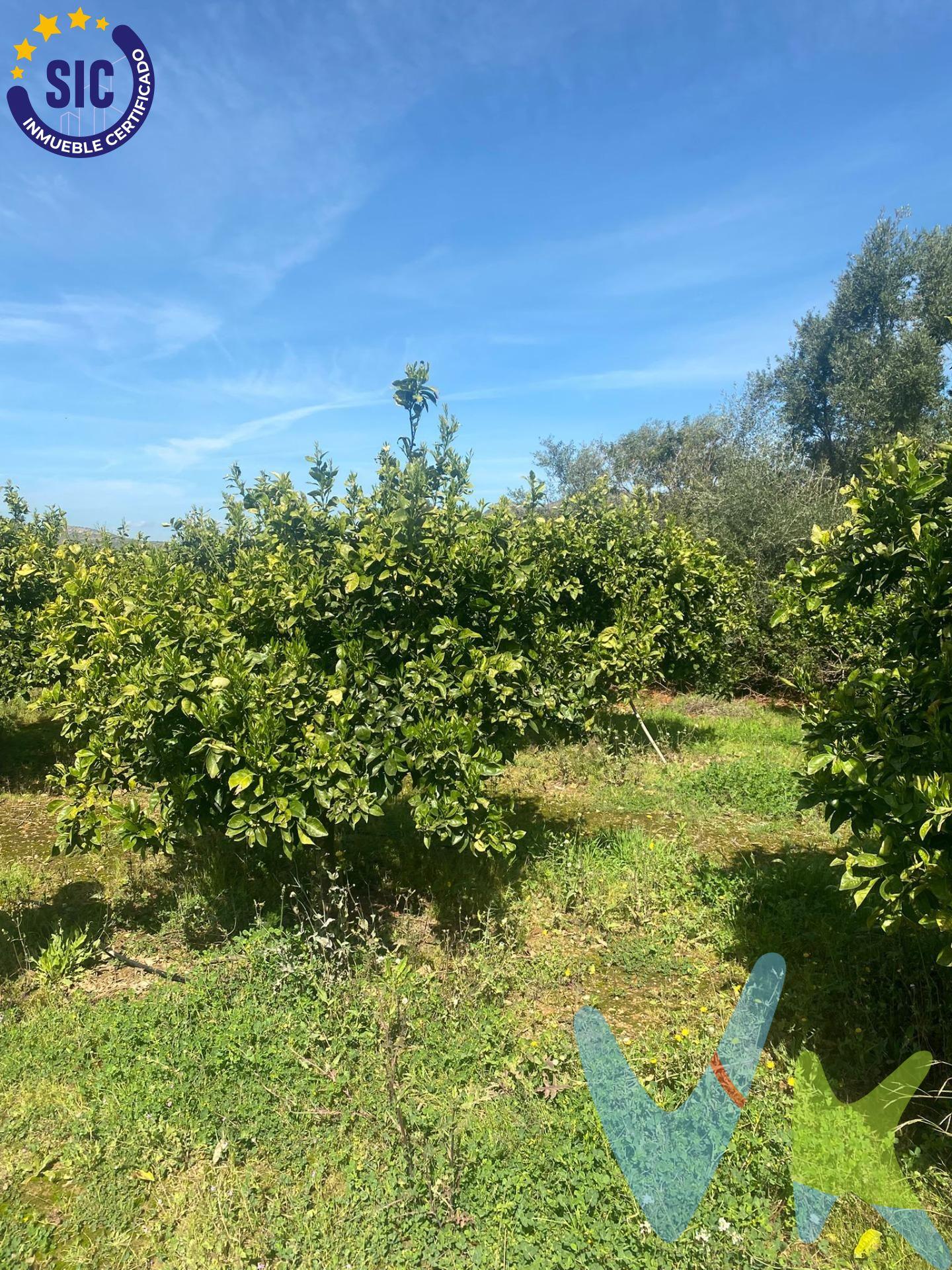 Se vende terreno rústico en el término de Quatretonda, ubicado en la partida Rebols, en una zona muy tranquila y con mucho encanto, perfecto tanto para inversión como para disfrutar de la naturaleza. La parcela tiene buen acceso por camino y excelente orientación, cuenta con una superficie de 3.531 m², completamente llana y de tierra de secano, lo que la hace ideal para cultivo agrícola, como inversión o para crear tu propio espacio de ocio. Ubicado a pocos minutos de Barxeta y de Xàtiva, combina la tranquilidad del entorno rural con la cercanía a todos los servicios, una finca con muchas posibilidades. Características:. Superficie: 3.531 m². Terreno de secano. Buen acceso. Zona despejada y soleada. Entorno rural muy tranquilo. Situación legal:. Finca en pleno dominio. Escritura en regla. Sin cargas relevantes ni trámites pendientes. Perfecto para:. Cultivo agrícola. Inversión. Uso recreativo o escapadas de fin de semana. VENTA:. PVP 13.000€.  Gastos e impuestos no incluidos en el precio. La compra conlleva impuestos y gastos de formalización para el comprador. A título orientativo se informa que en segundas transmisiones el ITP con carácter general en  Valencia es del 10%, pudiendo existir otros tipos impositivos atendiendo a las circunstancias  personales del comprador u otras circunstancias previstas legalmente. Base imponible del impuesto el mayor valor entre el precio de compraventa, la tasación o el valor de referencia catastral. En cuanto a los gastos de notaría y registro, en su caso,  suelen oscilar aprox; entre 1,5% y 2,5% (aranceles variables según precio, n.º de copias y complejidad). El comprador elige notario. Si el comprador precisase de hipoteca: tasación, condiciones y costes bancarios serán según entidad elegida por el comprador, así como los gastos de gestoría, y cualesquiera otros gastos inherentes a la formalización de la compraventa que legalmente correspondan a la parte compradora, salvo pacto expreso en contrario con el vendedor. El consumidor tiene, conforme a la normativa vigente, a su disposición información y documentación adicional relativa al inmueble y condiciones de la compraventa, que podrá ser consultada en C/Joaquín Costa 4, bajo 46005 Valencia o urbe2@remax.es. Honorarios de mediación inmobiliaria a cargo del  COMPRADOR: (3000€ del precio final de venta más IVA (21%), salvo otro pacto.); y de VENDEDOR (según acuerdo con el mismo). Se informa al consumidor que la agencia actúa como intermediaria inmobiliaria en la operación, estando cualquier eventual compraventa y sus condiciones sujeta a la aceptación expresa del propietario-vendedor y a la posterior formalización del correspondiente contrato.