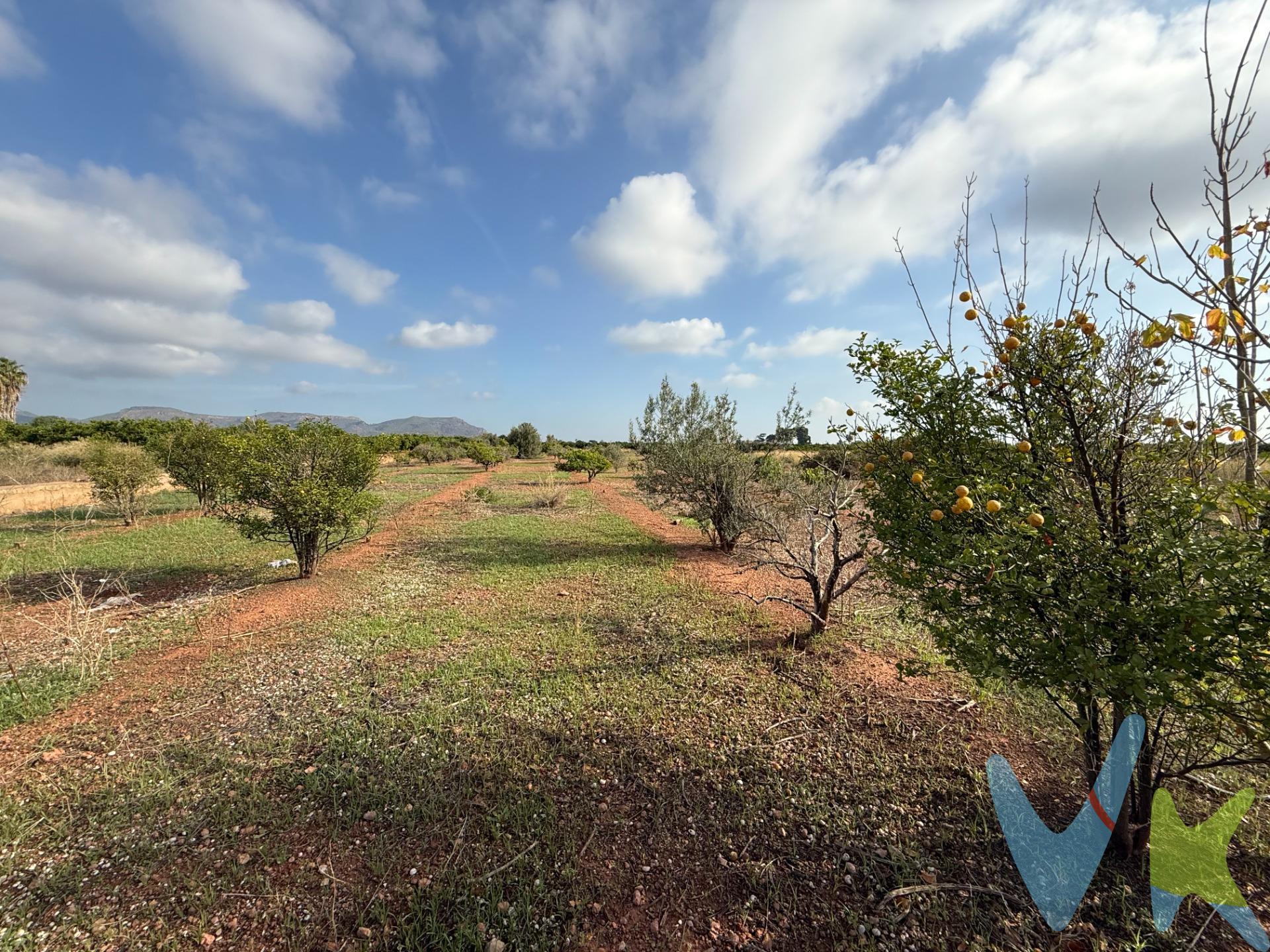 Ya sea porque quieres tener un campo que trabajar, como si quieres tener tu huertecito urbano, presta atención a esta ocasión. . A escasos 20 metros de la zona urbana de Rafelbuñol, junto al barranco de Bords, se encuentra este terreno rústico de más de 5000 metros² en la localidad del Puig. Está rodeado de campos de naranjos en su mayoría y se encuentra virgen para que plantes lo que quieras. . Lleva muchos años sin ser trabajado y está lista para esa segunda vida. . ¿Te imaginas ir andando desde tu casa al huerto y llegar en apenas un minuto? Qué gran lujo!. Contacta con nosotros y te ampliaremos información. ***. Agencia Registrada con el Nº 5343 en el Registro Obligatorio de Agentes Inmobiliarios de la Comunitat Valenciana, según el DECRETO 98/2022, de 29 de julio, del Consell, por el que se regula el Registro de Agentes de Intermediación Inmobiliaria de la Comunitat Valenciana. La documentación del inmueble ha sido revisada y estimamos que reúne todos los requisitos necesarios para ser comercializado. El precio ofertado no incluye impuestos, gastos de compraventa ni honorarios de la agencia inmobiliaria. Las medidas aquí expuestas han sido obtenidas del Catastro. El anuncio no es vinculante, puede contener errores. ¿Tienes alguna duda? Consúltanos. ***. Los vendedores han confiado en este equipo para gestionar la venta del inmueble de forma exclusiva. Como no puede ser de otra forma, garantizamos un servicio de calidad, actuando en todo momento de forma transparente, ética y profesional. Así pues, se ruega la no interferencia de terceros y, sobre todo, no molestar a los propietarios, a los ocupantes del inmueble o a los vecinos. Muchas gracias por tu comprensión. 