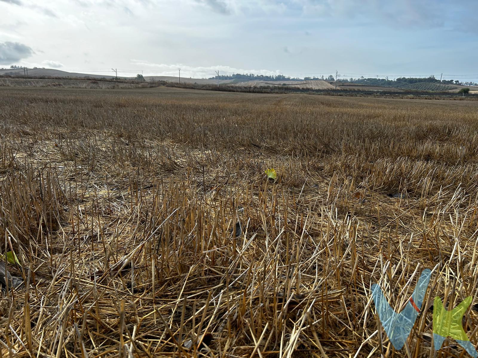 ¿Estás buscando un lugar perfecto para invertir o simplemente para tener tu espacio de retiro en plena naturaleza? Te presentamos esta espectacular parcela rústica en La Palma del Condado, Huelva.

Con 15,000 m² de superficie gráfica, esta parcela se encuentra a tan solo 1.5 km del pueblo y también muy cercana a Villarrasa, pie de carretera y con una excelente conexión a la autovía Sevilla-Huelva, lo que facilita el acceso tanto a Sevilla como a Huelva en muy poco tiempo. No está en una zona aislada ni escondida, lo que le asegura una accesibilidad excepcional.

Aunque actualmente no dispone de agua ni luz, la cercanía a conexiones de Sevillana y la posibilidad de instalar placas solares ofrecen múltiples opciones para obtener energía. Es ideal tanto para el cultivo agrícola, como para convertirla en tu espacio de recreo o retiro vacacional.

Un detalle adicional que hace única a esta parcela es que cuenta con dos escrituras de pleno dominio. Esto significa que, en caso de que el comprador decida vender una parte del terreno en el futuro, podrá hacerlo de manera independiente, lo que brinda una gran flexibilidad y una excelente oportunidad de inversión.

Con escrituras y Catastro en orden, esta parcela está lista para ser tu próxima propiedad. No te pierdas la oportunidad de adquirir este espacio con una ubicación privilegiada y con muchas posibilidades para desarrollar tus proyectos.
Por tan solo 48.000 €, esta es una inversión única que no puedes dejar pasar.

¡Contáctanos para más información y ven a descubrir todo lo que esta parcela rústica puede ofrecerte!

Informamos a nuestros clientes que el precio de venta no incluye lo siguiente: Honorarios de la agencia inmobiliaria, impuestos (el Impuesto de Transmisiones Patrimoniales, I.V.A. o A.J.D., en su caso), otros gastos de la compraventa (gastos de registro de la Propiedad, Notaría, gestoría ni de posible financiación). Documento D.I.A. a disposición del consumidor según Decreto 218/2005 Junta de Andalucía.
