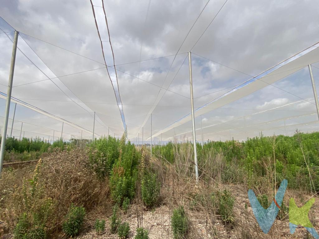 Le presentamos este magnífico campo rústico con explotación agrícola de 42 hanegadas, (38.570 m² ) para poder realizar su nuevo proyecto , ya que podrá plantar cualquier variedad de cítricos y también productos de huerta  (aguacates, kiwis, etc.).  Dispone de  un amplio invernadero de 20 hanegadas y otras 20 hanegadas de arbolado de naranjos valencianos.  La finca tiene pozo propio legalizado de 3.000 litros por minuto, además de balsa de 600 metros cúbicos y 50 acciones del pozo S.C.R.S. Vicente Morredondo.  Ubicado en el término municipal de Torrent. La finca se beneficia de la atmósfera serena de la zona, alejada del bullicio de la ciudad pero a la vez con un acceso fácil y rápido a todos los servicios y comodidades. El entorno combina la belleza de la naturaleza con la funcionalidad de una población bien comunicada y dotada de todas las infraestructuras necesarias.  Tiene una casa de aperos estilo valenciano con encanto de 96 metros cuadrados, habilitada para realizar con amigos y familiares comidas y almuerzos, ya que tiene una amplia cocina equipada con todo lo necesario, un comedor de 50 metros cuadrados con chimenea que lo hacen un lugar agradable y acogedor, además de un cuarto adicional, un baño y paellero.  Si esta interesado en conocer esta propiedad no dude en llamarnos y concertar una visita. Por mandato expreso del propietario, comercializamos este inmueble en MULTIEXCLUSIVA, lo que le garantiza un servicio de calidad, un trato fácil, sencillo y sin interferencias de terceros. Por este motivo, se ruega no molestar a los propietarios, a los ocupantes de la propiedad y a los vecinos. Muchas gracias por su comprensión. Si Usted es agencia inmobiliaria y tiene un cliente para este inmueble, llámenos, estaremos encantados de colaborar en esta y otras operaciones.                                                   