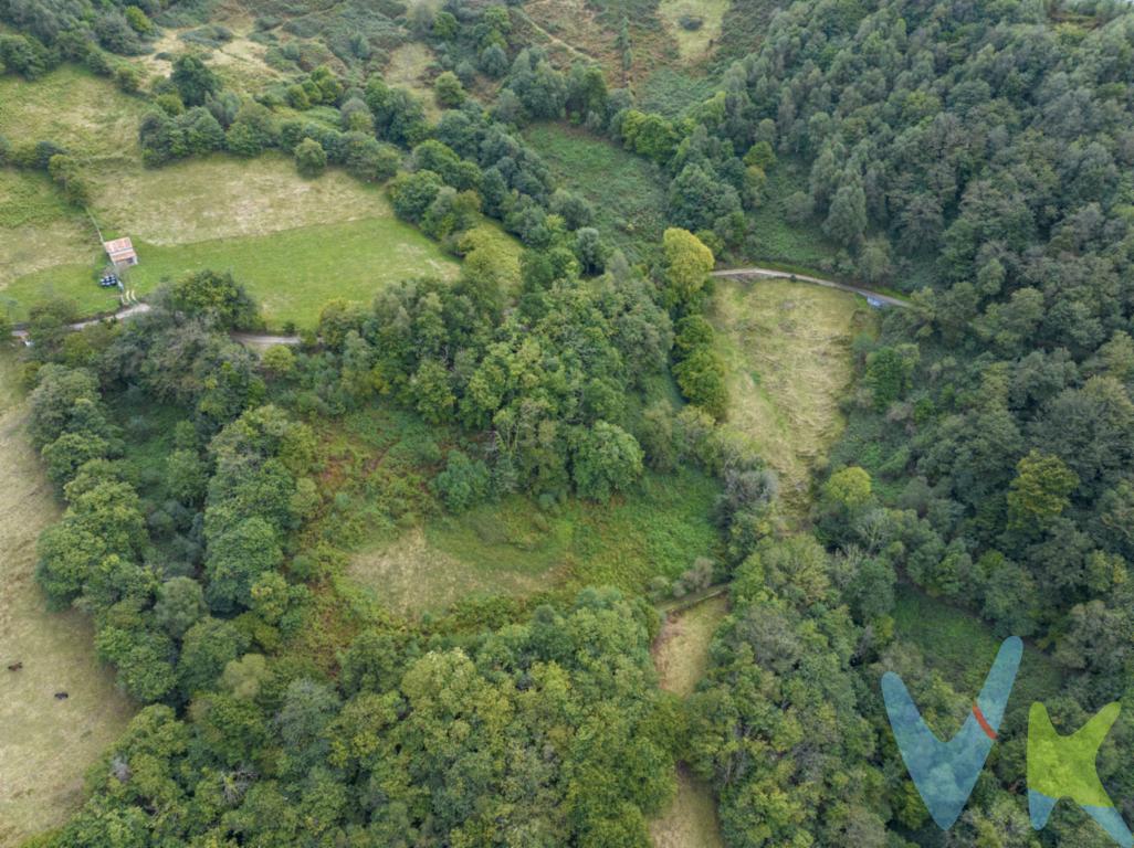 Más de una hectárea de pasto para tu ganado en el concejo San Martín Del Rey Aurelio.

Si tienes ganado y te falta terreno, esto te interesa. Vendo dos fincas rústicas que suman 13.054 m², es decir, algo más de una hectárea y media de trabajo: una de 8.585 m² y otra de 4.469 m².

La finca grande da juego de sobra para mantener un buen lote de animales pastando, mientras que la pequeña viene muy bien para rotar el ganado, dejar descansar el prado o reservarla para segar y tener hierba seca de cara al invierno. Juntas permiten organizar el pasto con cabeza, sin depender de arrendamientos ni de terrenos prestados.

Sirven para vacas, ovejas, cabras o caballos, y son una opción muy a tener en cuenta tanto para quien ya tiene explotación y quiere crecer como para quien está dando sus primeros pasos en la ganadería.