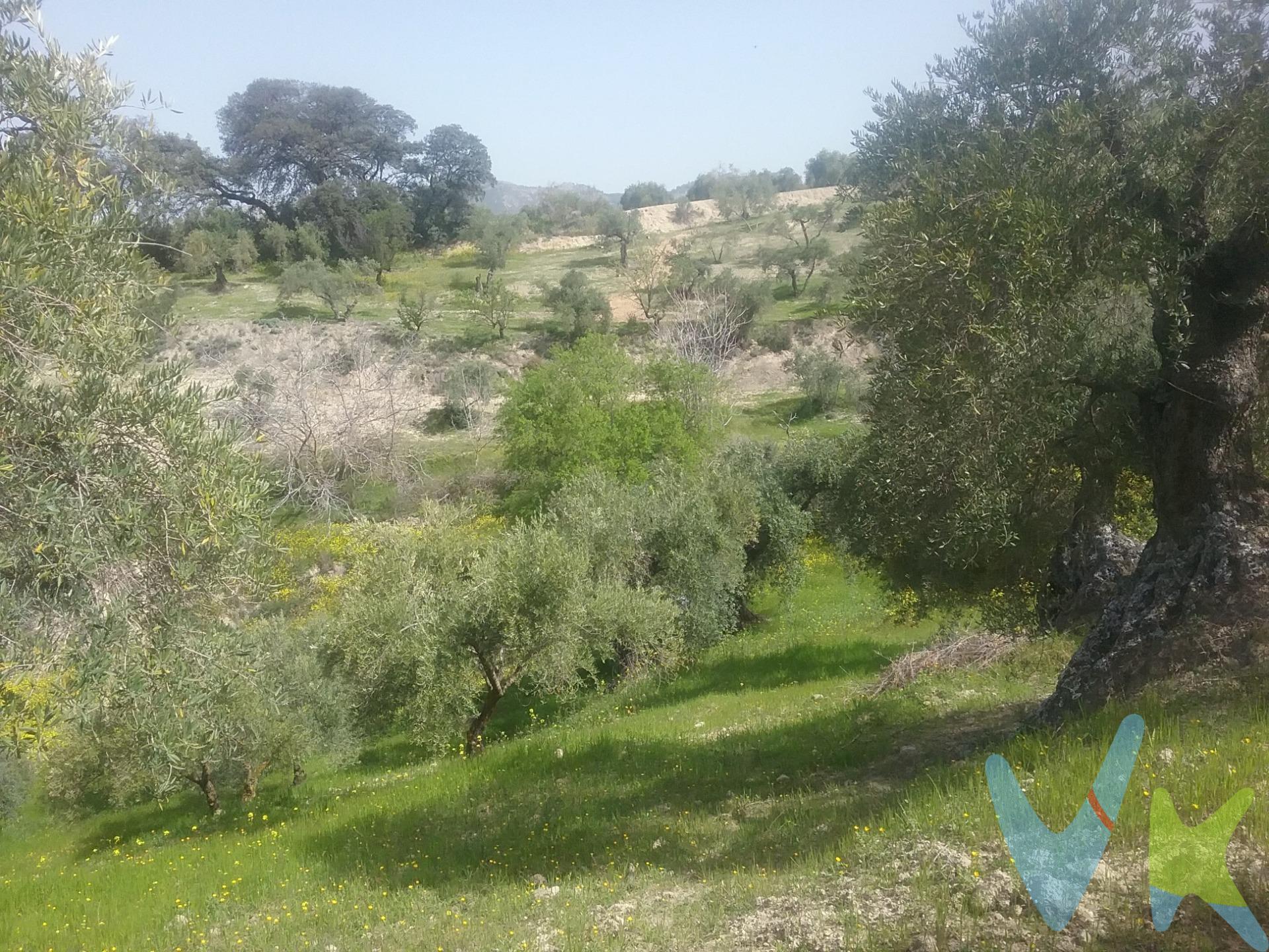 Ponemos a la venta esta estupenda finca de olivos, de 21.763 m2, en término municipal de Granada, barriada de El Fargue, a tan solo 5 kilómetros de la capital y con vistas espectaculares a Granada y su vega. La finca cuenta con tres estanques para almacenar agua, procedente de la acequia Aynadamar que nace en Fuente Grande, así como de diversos olivos de varios tipos, con una producción media anual de 3.000 kilos de aceituna. No lo dudes y llámanos ya para visitarla. Ref. N275. * El PVP indicado no incluye impuestos ni gastos de Escritura. * Honorarios agencia no incluidos. * Las superficies expresadas en esta página tienen carácter descriptivo y son aproximadas. * Los precios pueden ser susceptibles de modificación sin previo aviso.