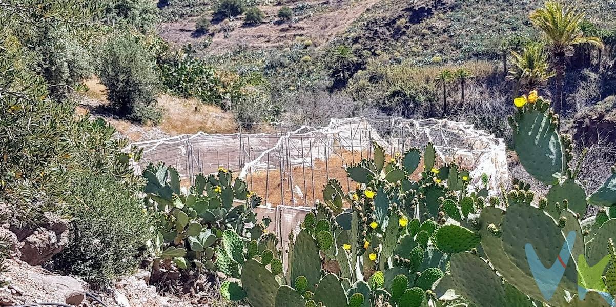 . ¡Descubre este encantador terreno situado en la majestuosa montaña de San Bartolomé de Tirajana! Con una extensión de olivos y un invernadero anexo, este terreno ofrece un escenario idílico para aquellos que buscan vivir en armonía con la naturaleza. Además, cuenta con un cuarto apero equipado con luz y agua, proporcionando todas las comodidades necesarias para aprovechar al máximo esta hermosa propiedad.