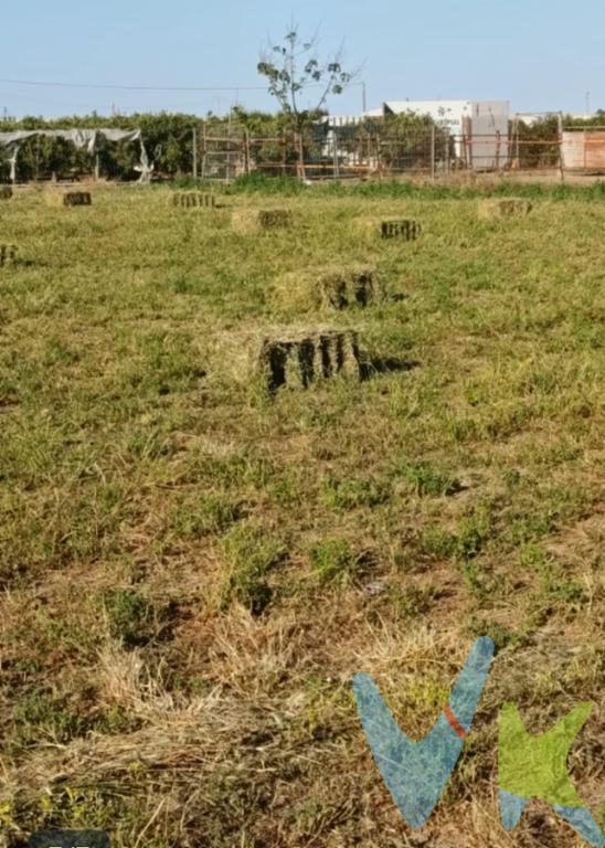 Se vende terreno totalmente cuadrado, accesible por camino agrícola y con riego por acequia.Ideal para plantar hortalizas, arboles o poder plantar pasto para los animales.4 HANEGADAS.------Agencia Registrada con el Nº 2960 en el Registro Obligatorio de Agentes Inmobiliarios de la Comunitat Valenciana, según el DECRETO 98/2022, de 29 de julio, del Consell, por el que se regula el Registro de Agentes de Intermediación Inmobiliaria de la Comunitat Valenciana.La documentación del inmueble ha sido revisada y estimamos que reúne todos los requisitos necesarios para ser comercializado.El precio del inmueble no incluye los honorarios de la agencia.Las medidas aquí expuestas han sido obtenidas del Catastro.El anuncio no es vinculante, puede contener errores.¿Tienes alguna duda? Consúltanos.   